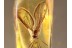 DIXIDAE Superb Meniscus Midge in BALTIC AMBER 975