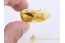 Long LEAF 12mm Inclusion in BALTIC AMBER 981