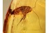 BLATTODEA Huge COCKROACH in BALTIC AMBER 987