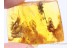 OAK INFLORESCENCE & MOTH Remains in BALTIC AMBER 988