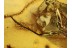 DYTISCIDAE Aquatic Predaceous Diving Beetle in BALTIC AMBER 989