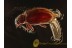 Superb LATRIDIID BEETLE & MAYFLY in BALTIC AMBER 1007