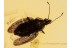 LACE BUG TINGIDAE Inclusion BALTIC AMBER 1021