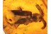 PAUSSIDAE Ant Nest BEETLE in BALTIC AMBER 1025