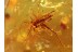 GRYLLIDAE Great Looking CRICKET BALTIC AMBER 1038