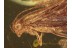 Trichoptera Super Huge CADDISFLY in BALTIC AMBER 1036