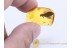 Trichoptera Super Huge CADDISFLY in BALTIC AMBER 1036