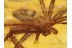 PISAURIDAE Nursery Web Spider BALTIC AMBER 1049