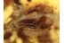 THERIDIID Large SPIDER & PSOCOPTERA  in BALTIC AMBER 1053