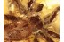 OECOBIIDAE Disc Web SPIDER in BALTIC AMBER 1055