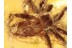 OECOBIIDAE Disc Web SPIDER in BALTIC AMBER 1055