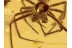 SYNOTAXIDAE Superb looking SPIDER in BALTIC AMBER 1057