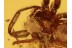 HETEROPODIDAE Huntsman Spider w Prey ? BALTIC AMBER 1083