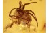 HETEROPODIDAE Huntsman Spider w Prey ? BALTIC AMBER 1083