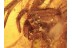 Huge Great Looking SPIDER in BALTIC AMBER 1059