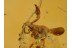 2 PSEUDOSCORPIONS Giant Neobisidae BALTIC AMBER 1040