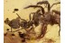 ACTION ! SPIDER Attacking ANT in BALTIC AMBER 1047
