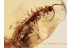 Huge STONE CENTIPEDE LITHOBIIDAE in BALTIC AMBER 1051