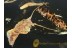 ZYGENTOMA Great SILVERFISH in BALTIC AMBER 1062