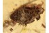 ENDOMYCHIDAE Hansome Fungus Beetle BALTIC AMBER 1068