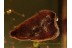 Well Preserved OAK BUD in BALTIC AMBER 1076