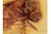 ACROCERIDAE Small-Headed FLY in BALTIC AMBER 1074
