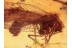 HEMEROBIIDAE Brown LACEWING in Genuine BALTIC AMBER 1097