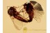 100% MATING EOHELEA MIDGES in BALTIC AMBER 1085