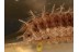 Superb Looking UNUSUAL LARVA in BALTIC AMBER 1102