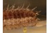 Superb Looking UNUSUAL LARVA in BALTIC AMBER 1102