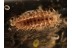 Superb Looking UNUSUAL LARVA in BALTIC AMBER 1102