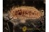 Superb Looking UNUSUAL LARVA in BALTIC AMBER 1102