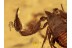 2 PSEUDOSCORPIONS Huge CHELIFER in BALTIC AMBER 1100