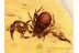 2 PSEUDOSCORPIONS Huge CHELIFER in BALTIC AMBER 1100