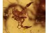 2 PSEUDOSCORPIONS Huge CHELIFER in BALTIC AMBER 1100