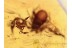 2 PSEUDOSCORPIONS Huge CHELIFER in BALTIC AMBER 1100