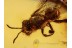 Honey Bee APIDAE in BALTIC AMBER 1099