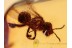 Honey Bee APIDAE in BALTIC AMBER 1099