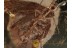 LEPIDOPTERA Superb MOTH  in BALTIC AMBER 1105