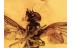 Great Spread Wings RHAGIONID Fly BALTIC AMBER 1108