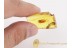 Giant  Larva CATERPILLAR Moth BALTIC AMBER 1106