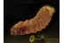Hymenopteran LARVA in Genuine BALTIC AMBER  1122