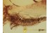 Archaeognatha Nice BRISTLETAIL in BALTIC AMBER 1136