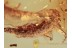 Archaeognatha Nice BRISTLETAIL in BALTIC AMBER 1136