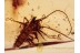 SCUTIGERIDAE HOUSE CENTIPEDE in BALTIC AMBER 1157