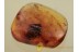 PINE CONE PINACEAE in BALTIC AMBER 1164