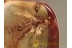ACALYPTRATAE Muscoid Fly in BALTIC AMBER 1219