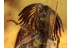 RHIPIPHORIDAE Ripidius Wedge-Shaped BEETLE in BALTIC AMBER 1183