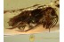 RHIPIPHORIDAE Ripidius Wedge-Shaped BEETLE in BALTIC AMBER 1183