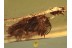 RHIPIPHORIDAE Ripidius Wedge-Shaped BEETLE in BALTIC AMBER 1183